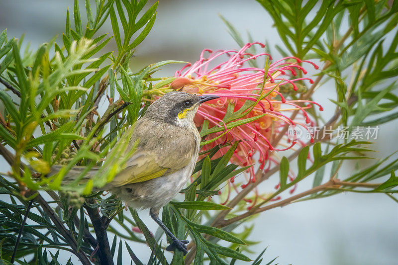 黄面蜜蛾(Caligavis chrysops)